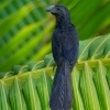 Kukacka ryhozoba - Crotophaga sulcirostris - Groove-billed Ani o7145